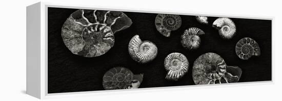 Jurrasic Spirals-Doug Chinnery-Framed Premier Image Canvas