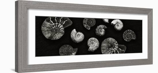 Jurrasic Spirals-Doug Chinnery-Framed Photographic Print