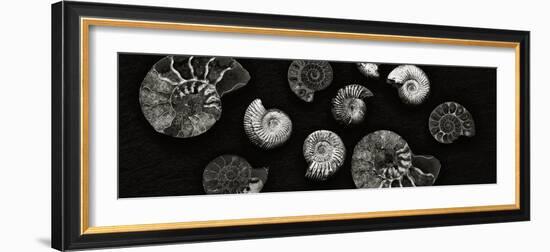 Jurrasic Spirals-Doug Chinnery-Framed Photographic Print