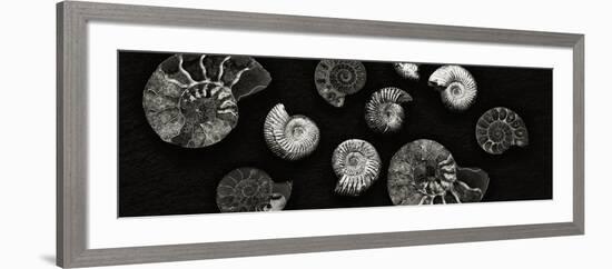 Jurrasic Spirals-Doug Chinnery-Framed Photographic Print