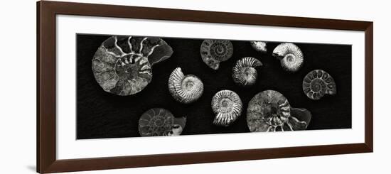 Jurrasic Spirals-Doug Chinnery-Framed Photographic Print