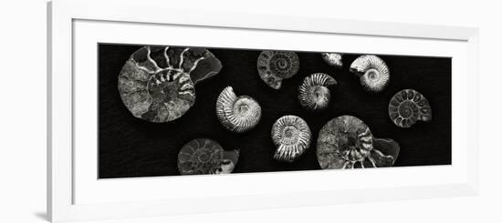 Jurrasic Spirals-Doug Chinnery-Framed Photographic Print