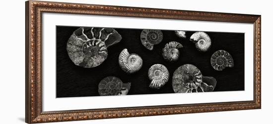 Jurrasic Spirals-Doug Chinnery-Framed Photographic Print