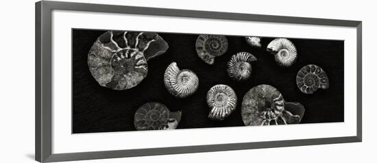 Jurrasic Spirals-Doug Chinnery-Framed Photographic Print