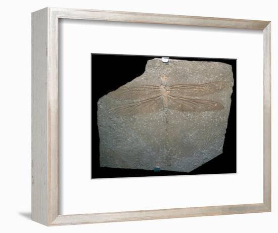 Jurrassic dragonfly fossil. Artist: Unknown-Unknown-Framed Giclee Print