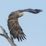 Adult White-tailed eagle taking off from its perch, Finland-Jussi Murtosaari-Photographic Print