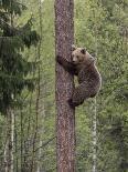 Brown bear cub climbing tree, Kainuu, Finland-Jussi Murtosaari-Photographic Print