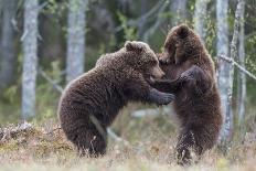 Brown bear two cubs play fighting, Kainuu, Finland-Jussi Murtosaari-Photographic Print