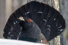 Close up of male Western capercaillie during lek mating, Finland-Jussi Murtosaari-Photographic Print