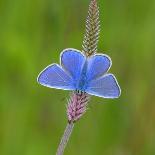 European common blue resting on a flower, Estonia-Jussi Murtosaari-Photographic Print