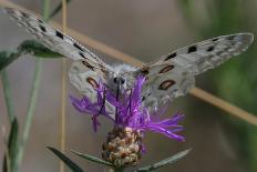 Male Silver-washed fritillary butterflies on wildflower-Jussi Murtosaari-Photographic Print