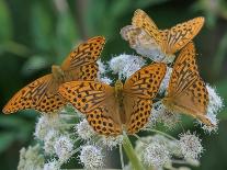 Male Silver-washed fritillary butterflies on wildflower-Jussi Murtosaari-Photographic Print