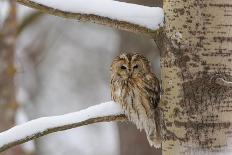 Tawny owl perched on branch, Finland-Jussi Murtosaari-Photographic Print