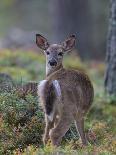 Young White-tailed deer alert, Finland-Jussi Murtosaari-Photographic Print