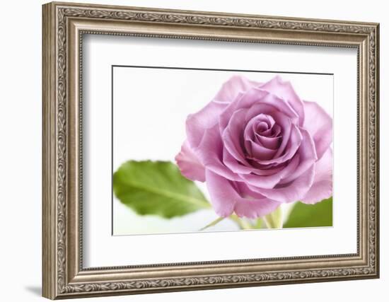 Just a simple rose-Heidi Westum-Framed Photographic Print