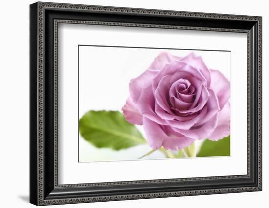 Just a simple rose-Heidi Westum-Framed Photographic Print