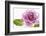 Just a simple rose-Heidi Westum-Framed Photographic Print