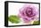 Just a simple rose-Heidi Westum-Framed Premier Image Canvas