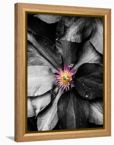 Just a Touch-Heidi Bannon-Framed Stretched Canvas