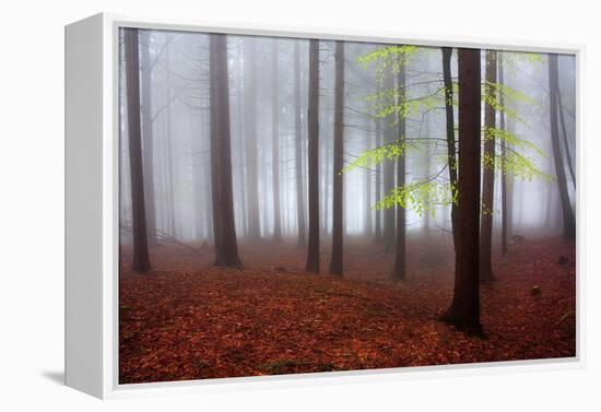 Just Awakened-Kristjan Rems-Framed Premier Image Canvas