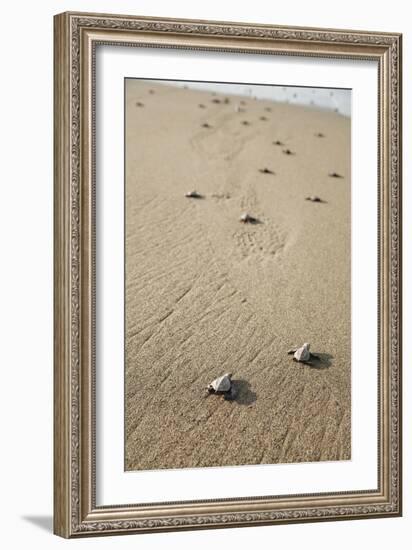 Just Hatched Baby Olive Ridley (Golfina) Turtles In Michoacan, Mexico-Justin Bailie-Framed Photographic Print