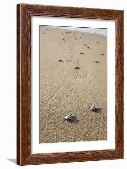 Just Hatched Baby Olive Ridley (Golfina) Turtles In Michoacan, Mexico-Justin Bailie-Framed Photographic Print