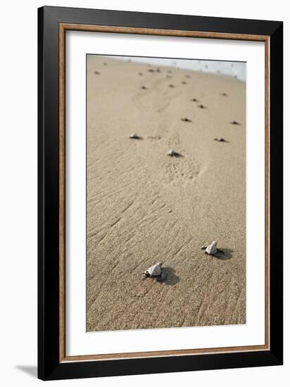 Just Hatched Baby Olive Ridley (Golfina) Turtles In Michoacan, Mexico-Justin Bailie-Framed Photographic Print