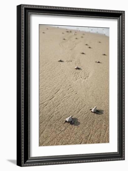 Just Hatched Baby Olive Ridley (Golfina) Turtles In Michoacan, Mexico-Justin Bailie-Framed Photographic Print