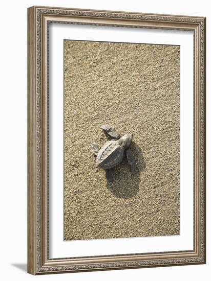 Just Hatched Baby Olive Ridley (Golfina) Turtles In Michoacan, Mexico-Justin Bailie-Framed Photographic Print