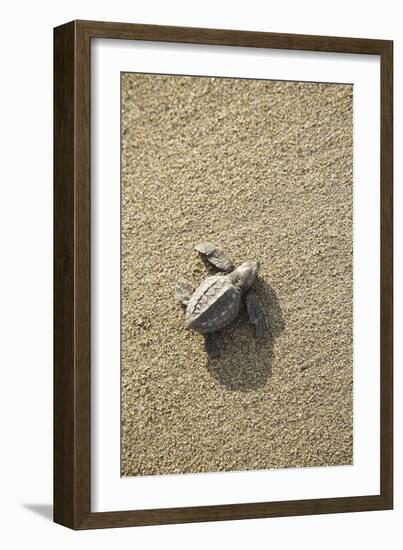 Just Hatched Baby Olive Ridley (Golfina) Turtles In Michoacan, Mexico-Justin Bailie-Framed Photographic Print