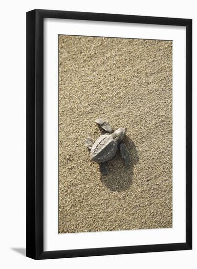 Just Hatched Baby Olive Ridley (Golfina) Turtles In Michoacan, Mexico-Justin Bailie-Framed Photographic Print