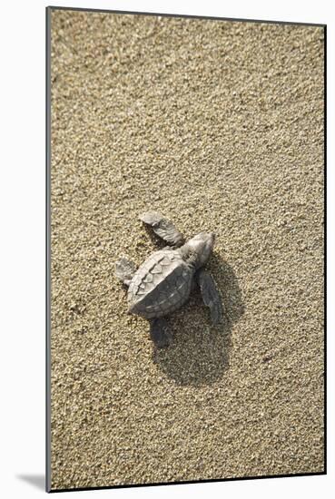 Just Hatched Baby Olive Ridley (Golfina) Turtles In Michoacan, Mexico-Justin Bailie-Mounted Photographic Print