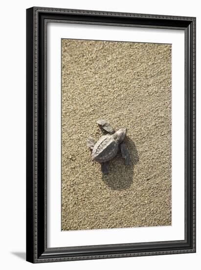 Just Hatched Baby Olive Ridley (Golfina) Turtles In Michoacan, Mexico-Justin Bailie-Framed Photographic Print