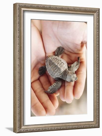 Just Hatched Baby Olive Ridley (Golfina) Turtles In Michoacan, Mexico-Justin Bailie-Framed Photographic Print