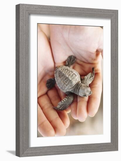 Just Hatched Baby Olive Ridley (Golfina) Turtles In Michoacan, Mexico-Justin Bailie-Framed Photographic Print