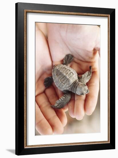 Just Hatched Baby Olive Ridley (Golfina) Turtles In Michoacan, Mexico-Justin Bailie-Framed Photographic Print