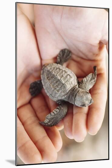 Just Hatched Baby Olive Ridley (Golfina) Turtles In Michoacan, Mexico-Justin Bailie-Mounted Photographic Print