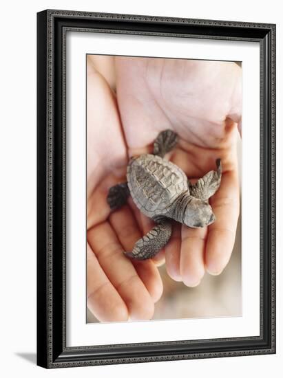 Just Hatched Baby Olive Ridley (Golfina) Turtles In Michoacan, Mexico-Justin Bailie-Framed Photographic Print