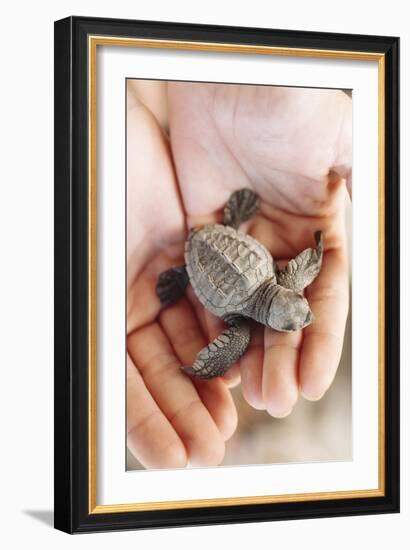 Just Hatched Baby Olive Ridley (Golfina) Turtles In Michoacan, Mexico-Justin Bailie-Framed Photographic Print