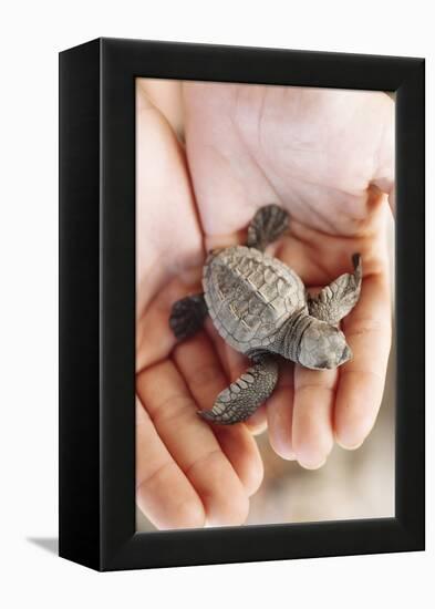 Just Hatched Baby Olive Ridley (Golfina) Turtles In Michoacan, Mexico-Justin Bailie-Framed Premier Image Canvas