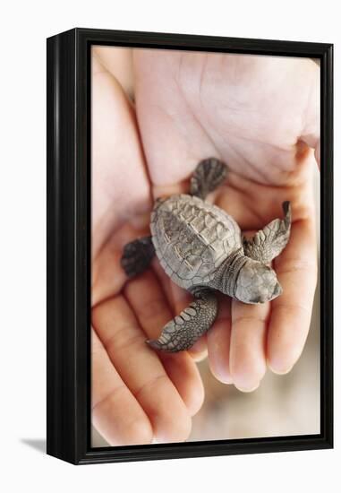 Just Hatched Baby Olive Ridley (Golfina) Turtles In Michoacan, Mexico-Justin Bailie-Framed Premier Image Canvas