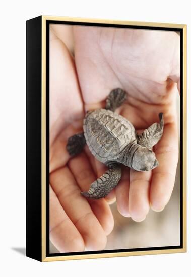 Just Hatched Baby Olive Ridley (Golfina) Turtles In Michoacan, Mexico-Justin Bailie-Framed Premier Image Canvas