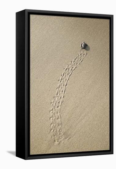 Just Hatched Baby Olive Ridley (Golfina) Turtles In Michoacan, Mexico-Justin Bailie-Framed Premier Image Canvas