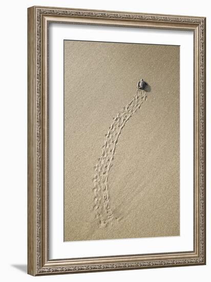 Just Hatched Baby Olive Ridley (Golfina) Turtles In Michoacan, Mexico-Justin Bailie-Framed Photographic Print