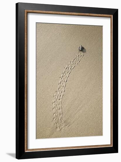 Just Hatched Baby Olive Ridley (Golfina) Turtles In Michoacan, Mexico-Justin Bailie-Framed Photographic Print