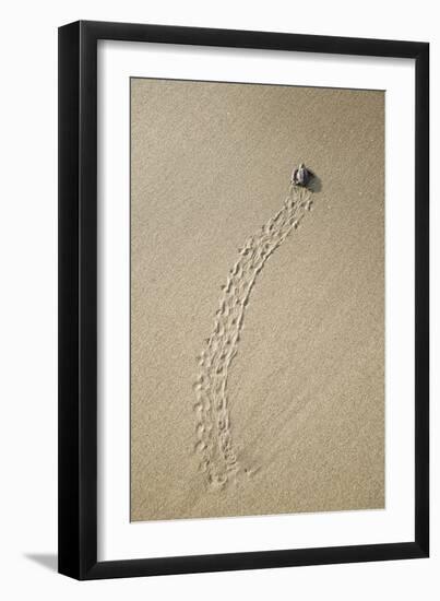 Just Hatched Baby Olive Ridley (Golfina) Turtles In Michoacan, Mexico-Justin Bailie-Framed Photographic Print