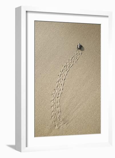 Just Hatched Baby Olive Ridley (Golfina) Turtles In Michoacan, Mexico-Justin Bailie-Framed Photographic Print