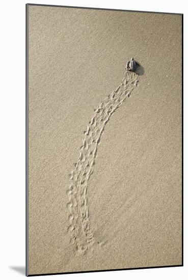 Just Hatched Baby Olive Ridley (Golfina) Turtles In Michoacan, Mexico-Justin Bailie-Mounted Photographic Print