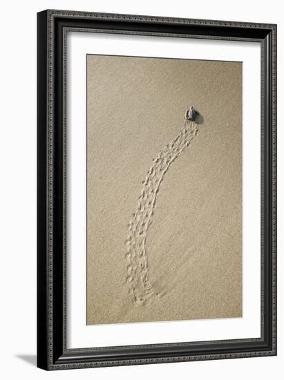 Just Hatched Baby Olive Ridley (Golfina) Turtles In Michoacan, Mexico-Justin Bailie-Framed Photographic Print