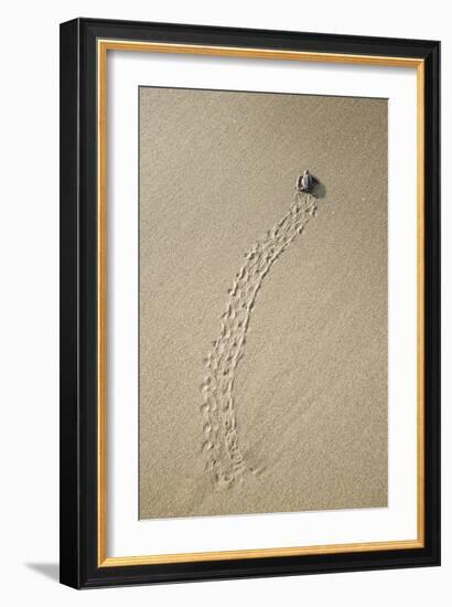 Just Hatched Baby Olive Ridley (Golfina) Turtles In Michoacan, Mexico-Justin Bailie-Framed Photographic Print